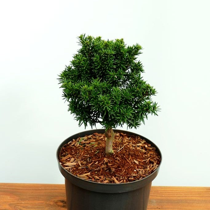 Kurznadelige Zwerg-Eibe 'Green Diamond' (Taxus baccata)