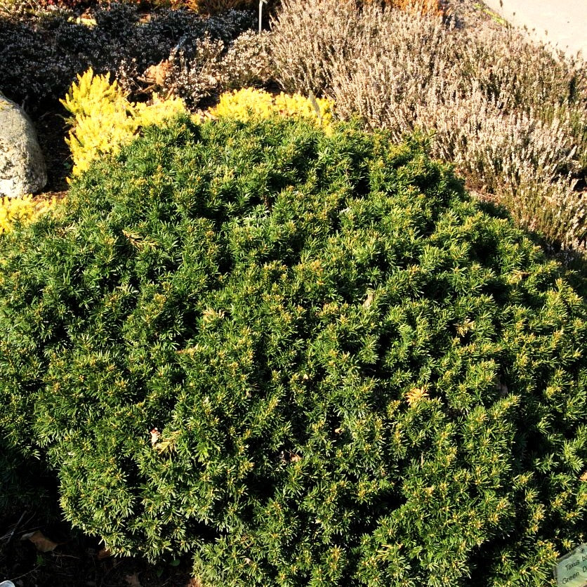 Kurznadelige Zwerg-Eibe 'Green Diamond' (Taxus baccata)
