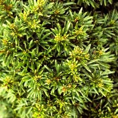 Kurznadelige Zwerg-Eibe 'Green Diamond' (Taxus baccata)