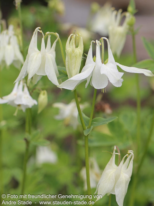 Kurzspornige Akelei 'Alba' (Aquilegia vulgaris)