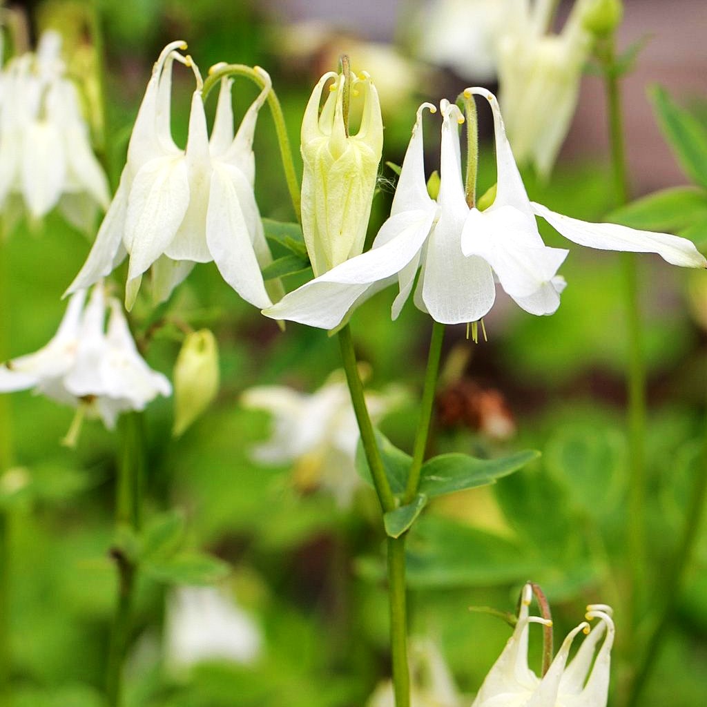 Kurzspornige Akelei 'Alba' (Aquilegia vulgaris)