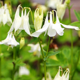 Kurzspornige Akelei 'Alba' (Aquilegia vulgaris)