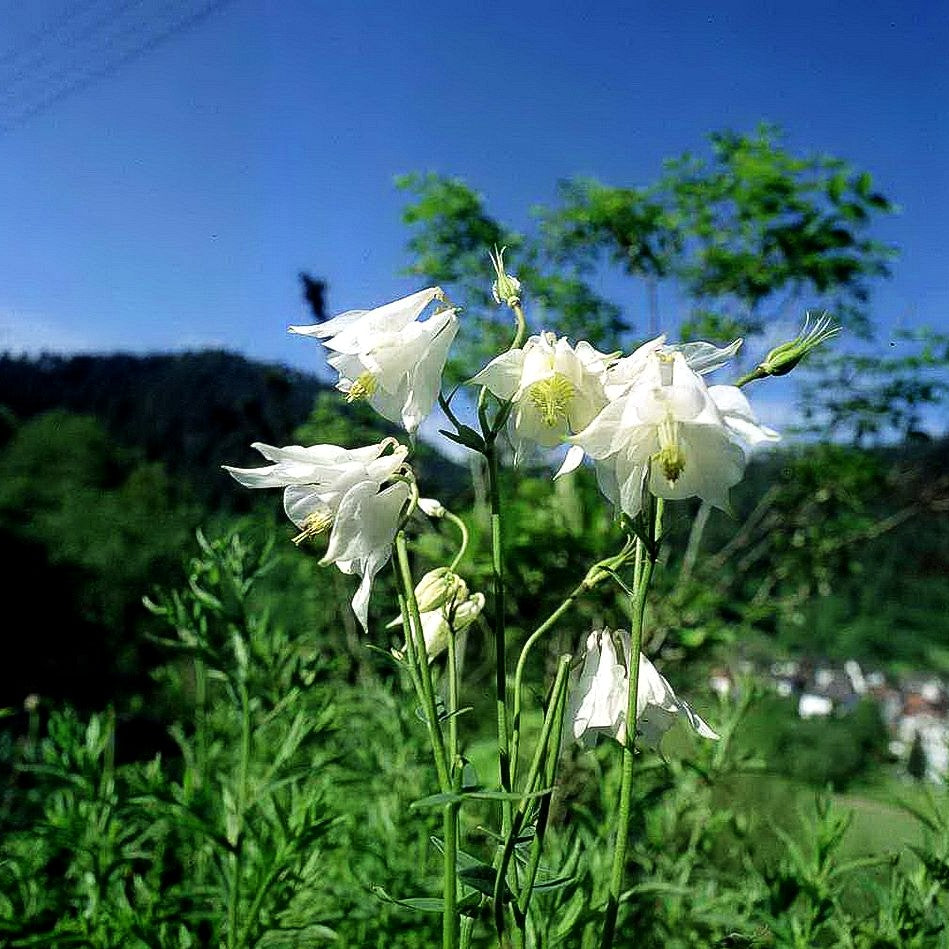 Kurzspornige Akelei 'Alba' (Aquilegia vulgaris)