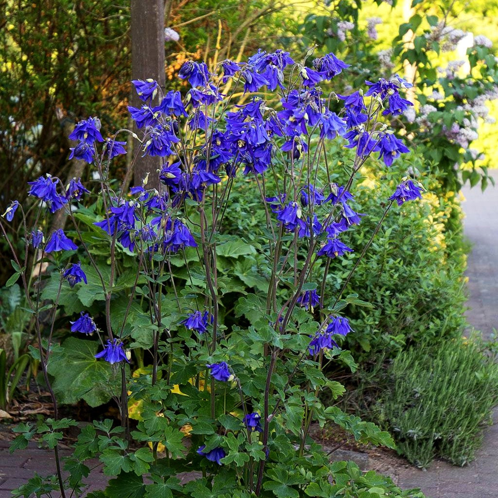 Kurzspornige Akelei (Aquilegia vulgaris)