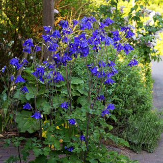 Kurzspornige Akelei (Aquilegia vulgaris)