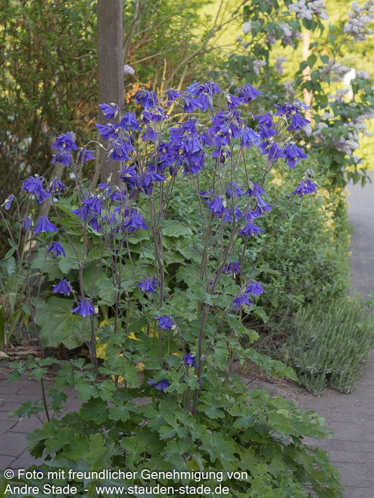 Kurzspornige Akelei (Aquilegia vulgaris)