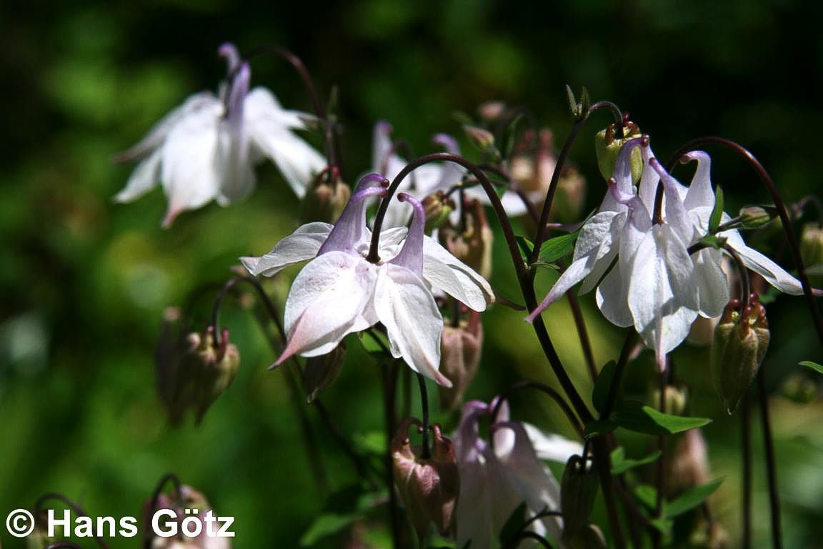 Kurzspornige Akelei (Aquilegia vulgaris)