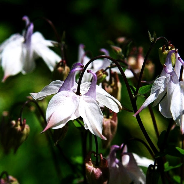 Kurzspornige Akelei (Aquilegia vulgaris)