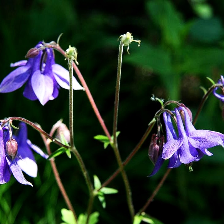 Kurzspornige Akelei (Aquilegia vulgaris)