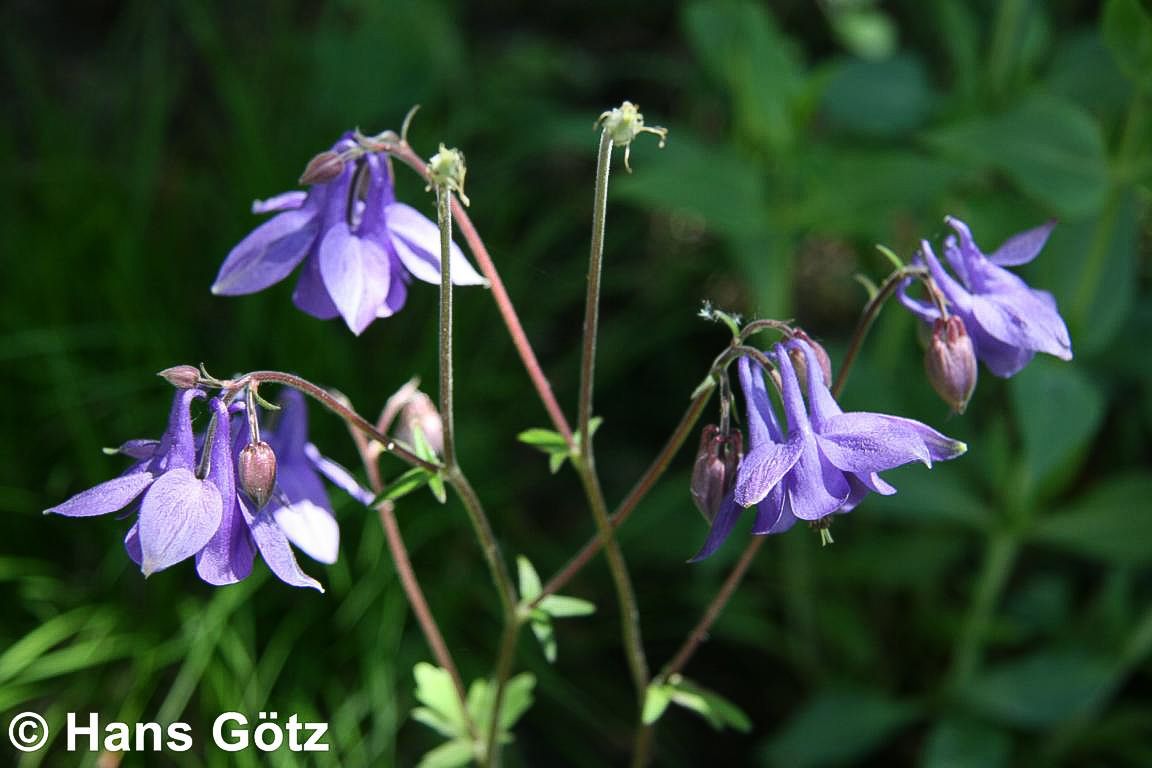 Kurzspornige Akelei (Aquilegia vulgaris)