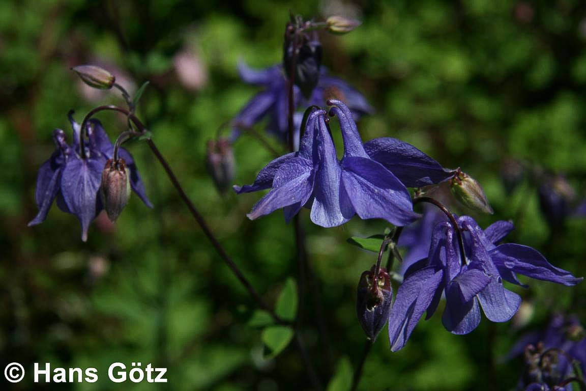 Kurzspornige Akelei (Aquilegia vulgaris)
