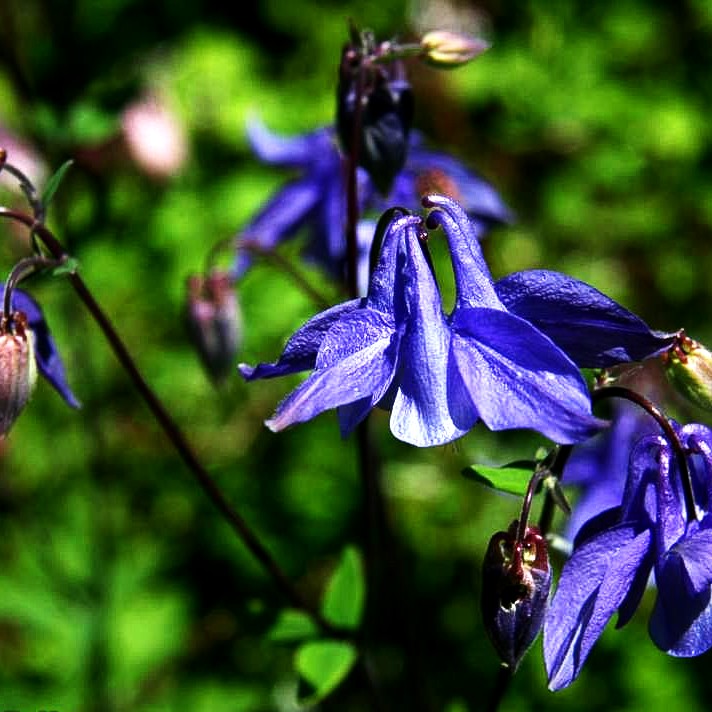 Kurzspornige Akelei (Aquilegia vulgaris)