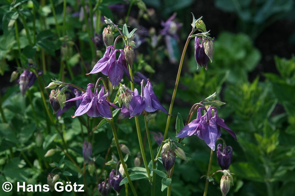 Kurzspornige Akelei (Aquilegia vulgaris)