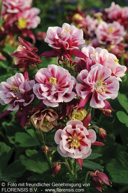 Kurzspornige Akelei 'Winky Rot-Weiß' (Aquilegia vulg., gefüllt)