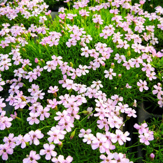 Kurzstängeliges Leimkraut 'Floribunda' (Silene acaulis)