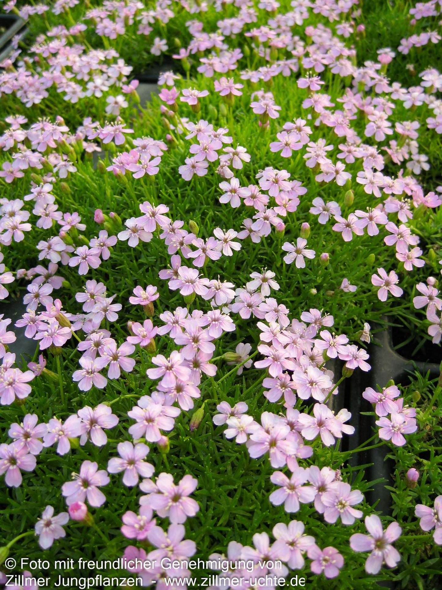 Kurzstängeliges Leimkraut 'Floribunda' (Silene acaulis)