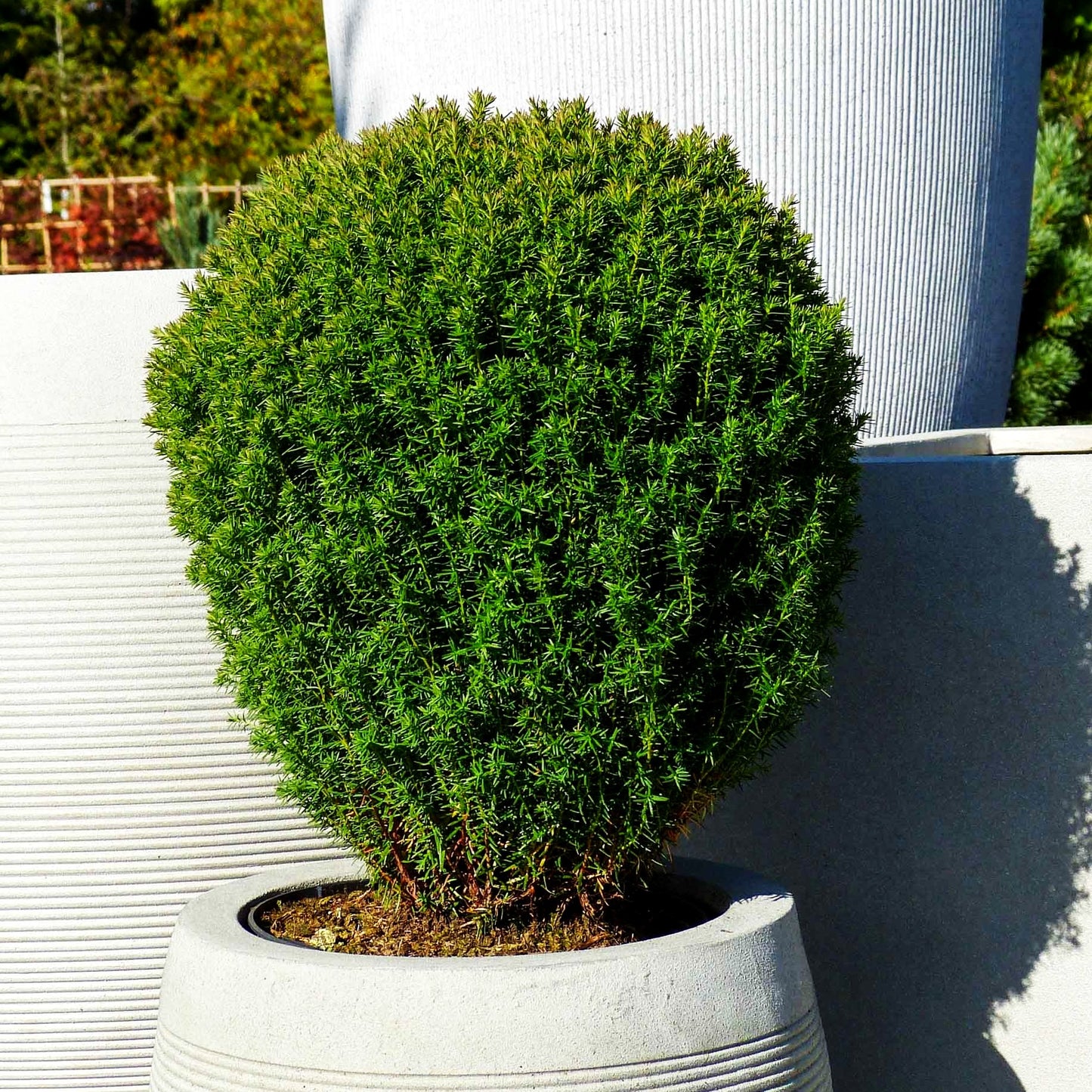 Kuschel-Lebensbaum 'Teddy' (Thuja occidentalis)