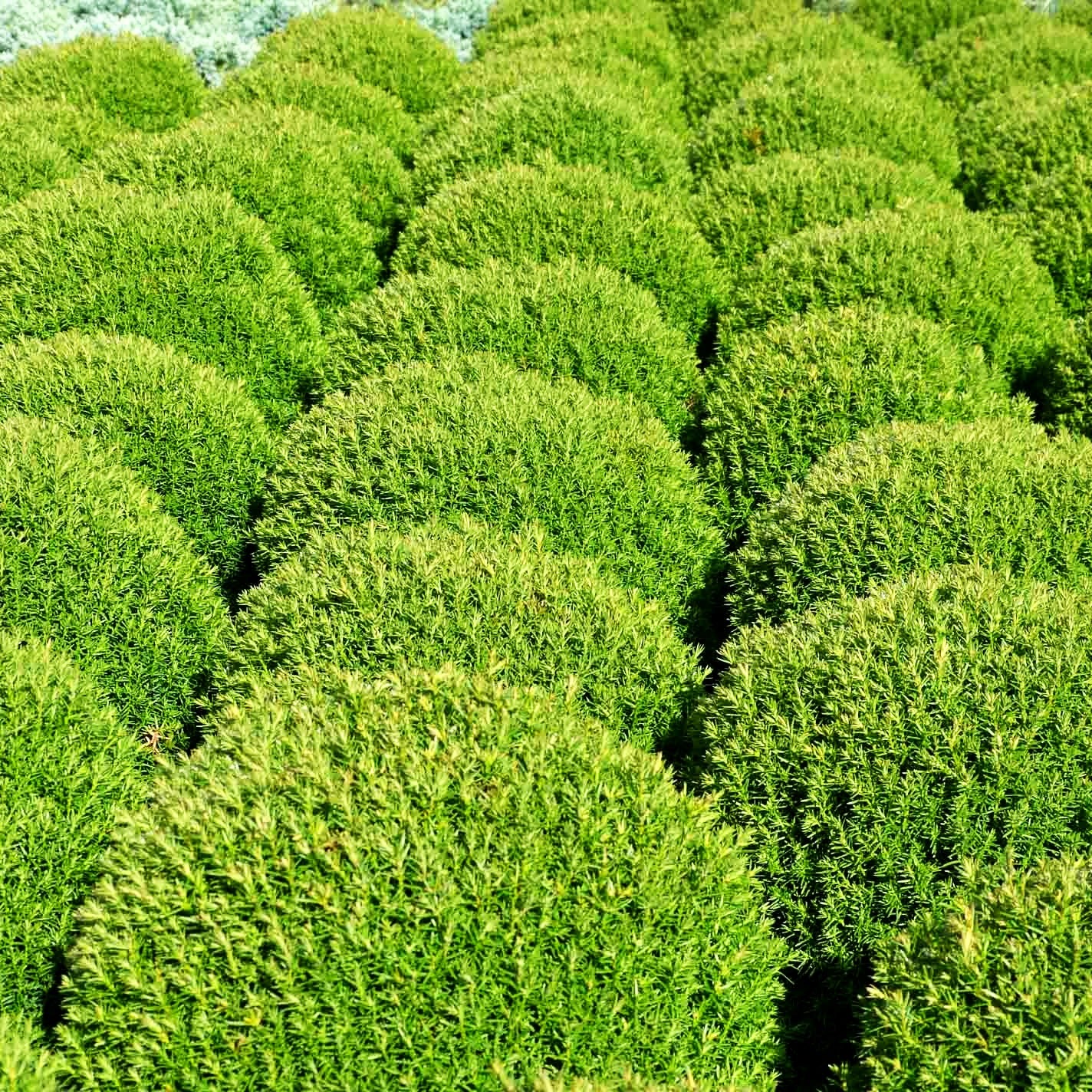 Kuschel-Lebensbaum 'Teddy' (Thuja occidentalis)
