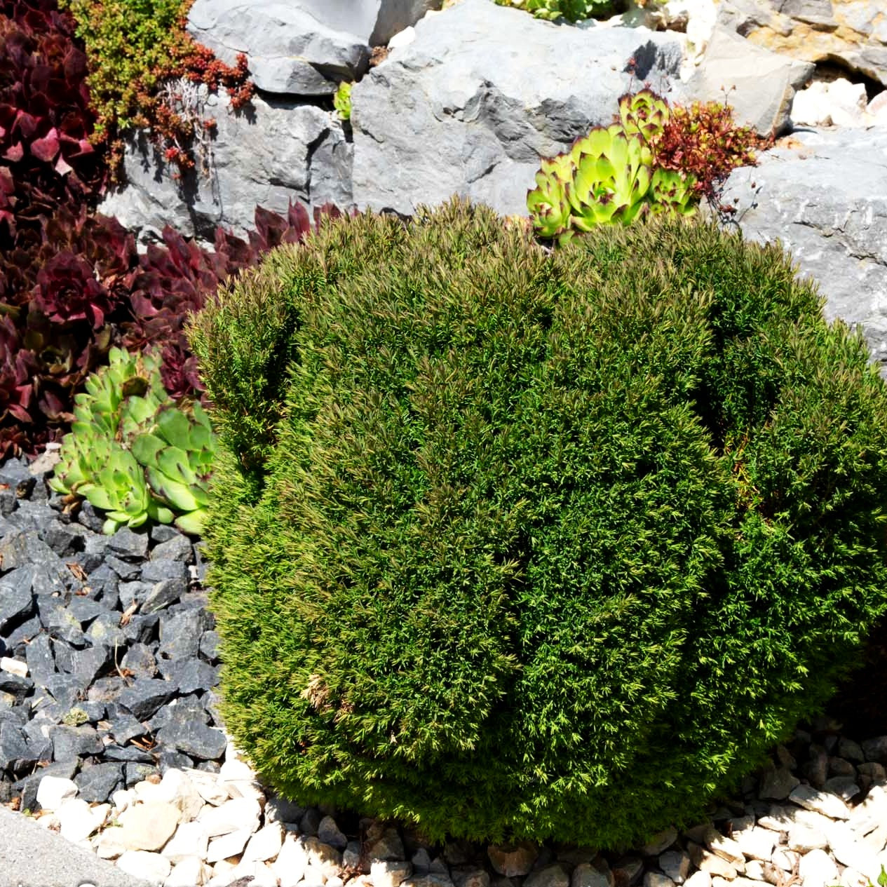 Kuschel-Lebensbaum 'Teddy' (Thuja occidentalis)