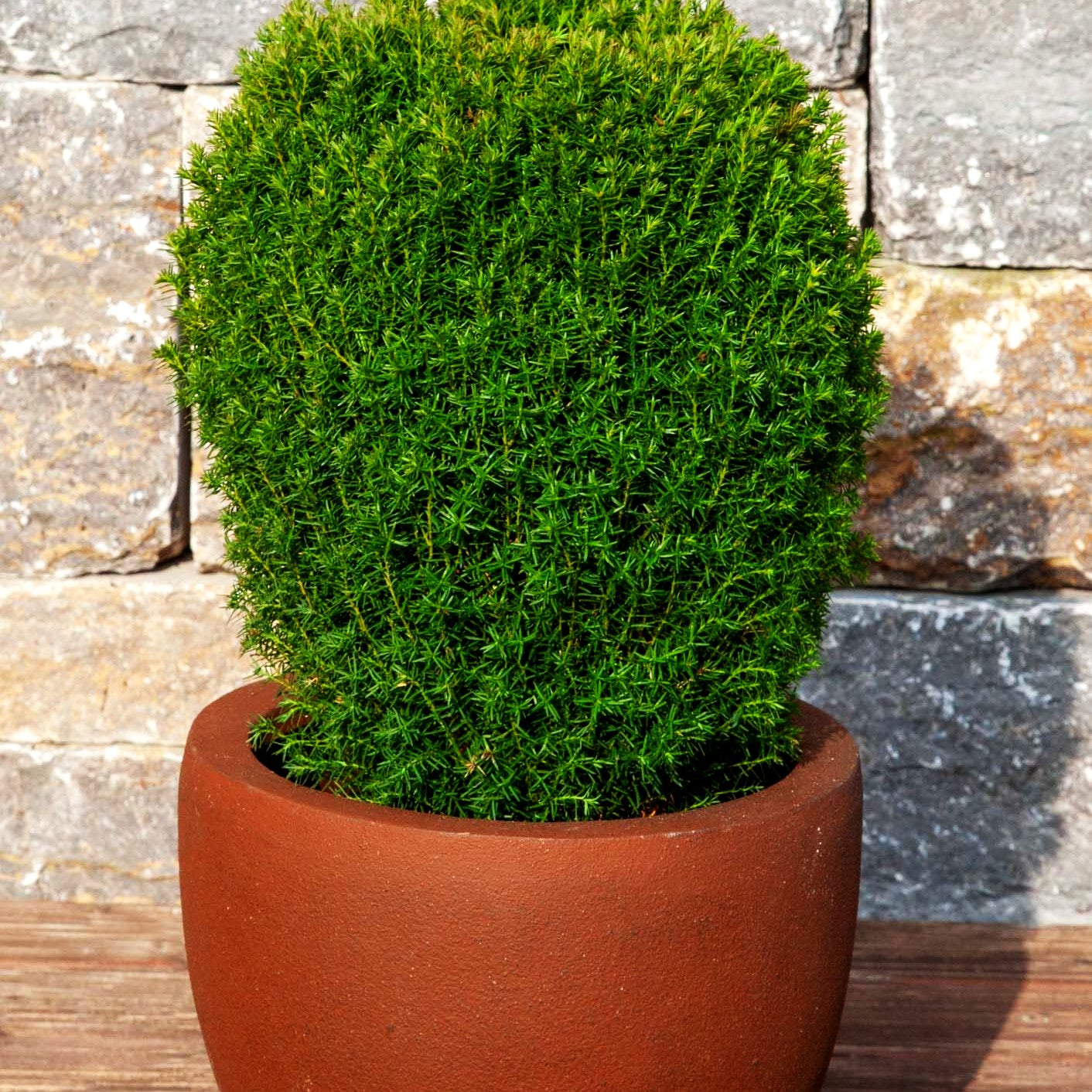 Kuschel-Lebensbaum 'Teddy' (Thuja occidentalis)