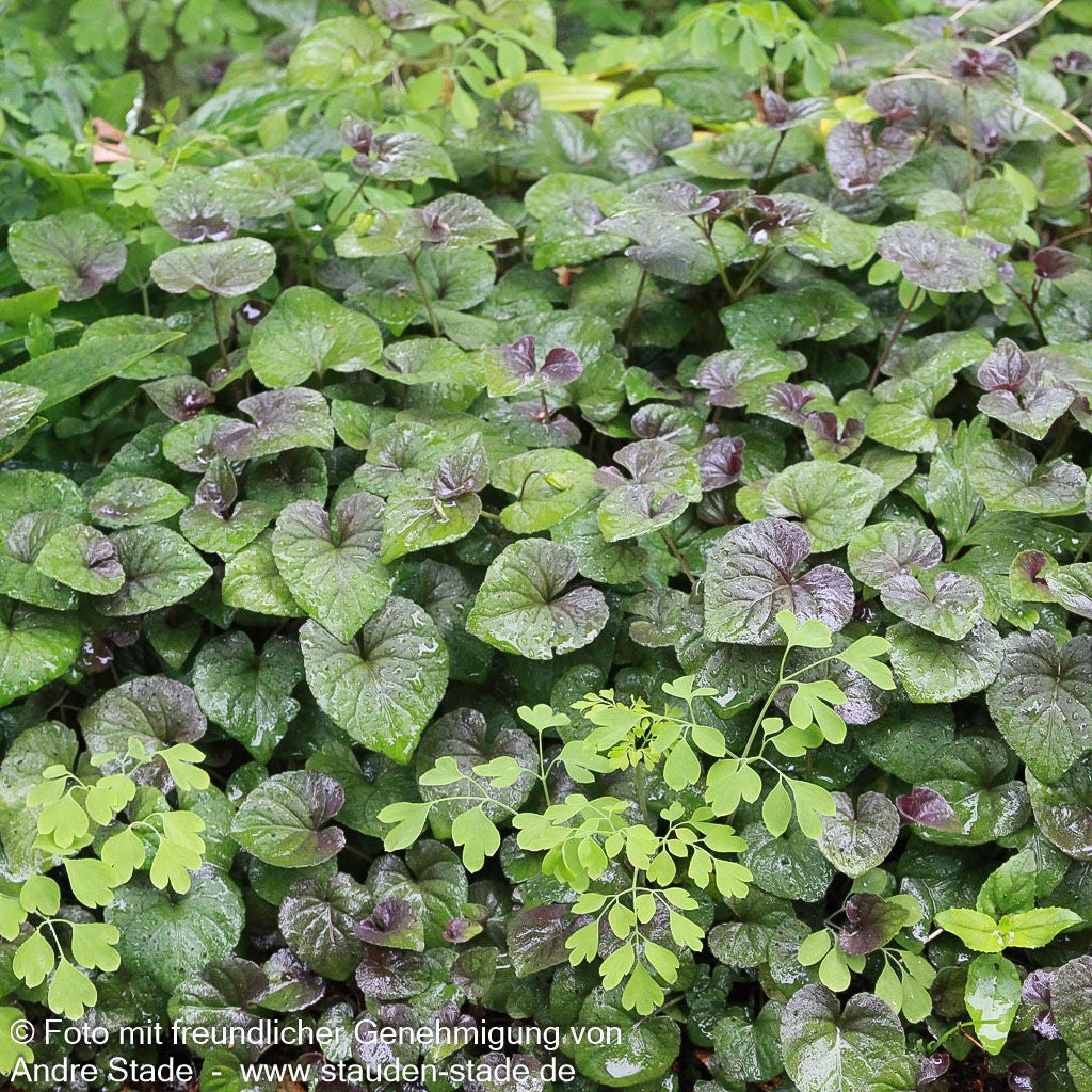 Labrador-Veilchen (Viola labradorica)