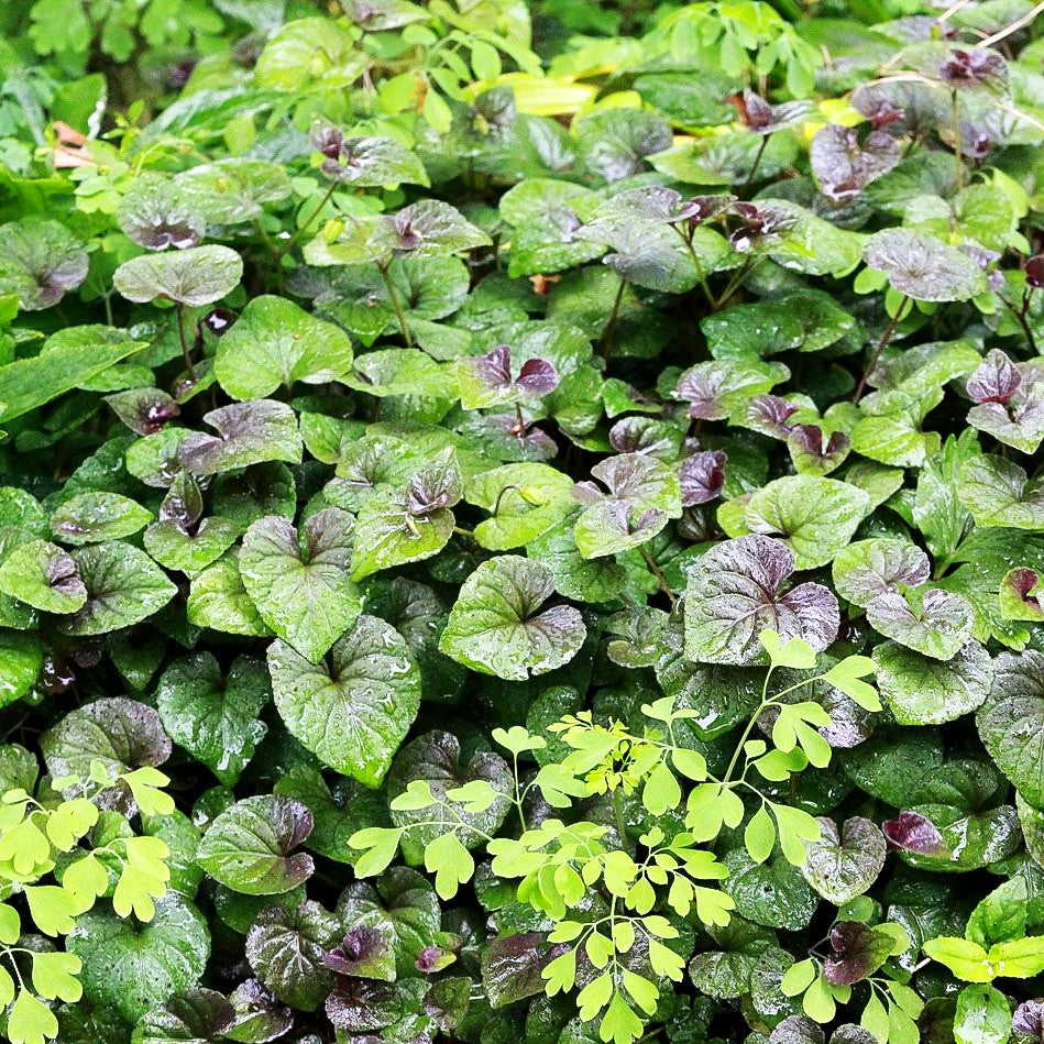 Labrador-Veilchen (Viola labradorica)