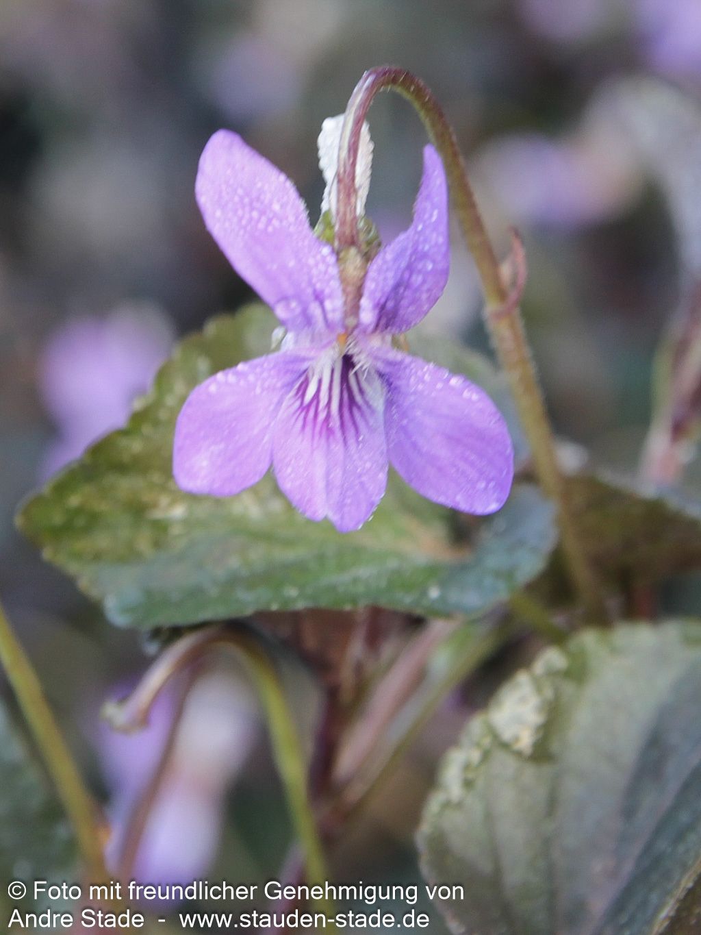 Labrador-Veilchen (Viola labradorica)