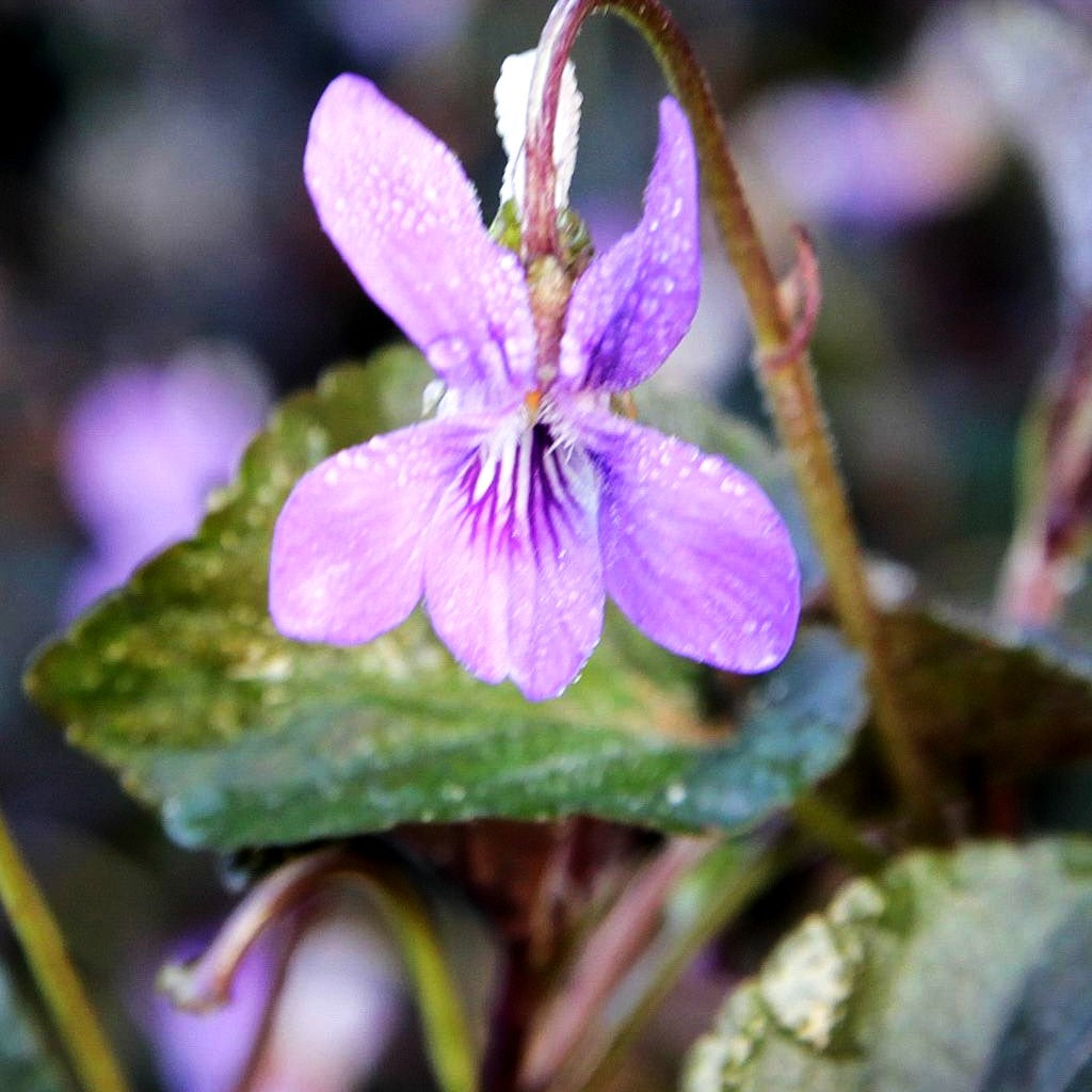 Labrador-Veilchen (Viola labradorica)