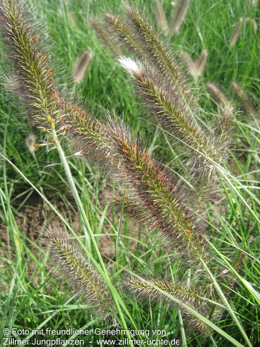 Lampenputzergras 'Cassian' (Pennisetum alopecuroides)