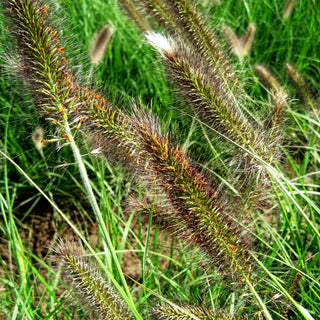 Lampenputzergras 'Cassian' (Pennisetum alopecuroides)