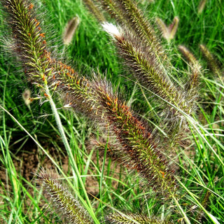 Lampenputzergras 'Cassian' (Pennisetum alopecuroides)