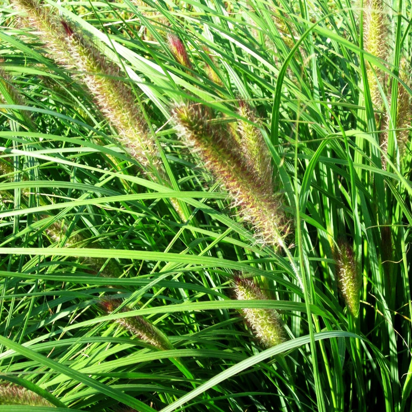 Lampenputzergras 'Cassian' (Pennisetum alopecuroides)