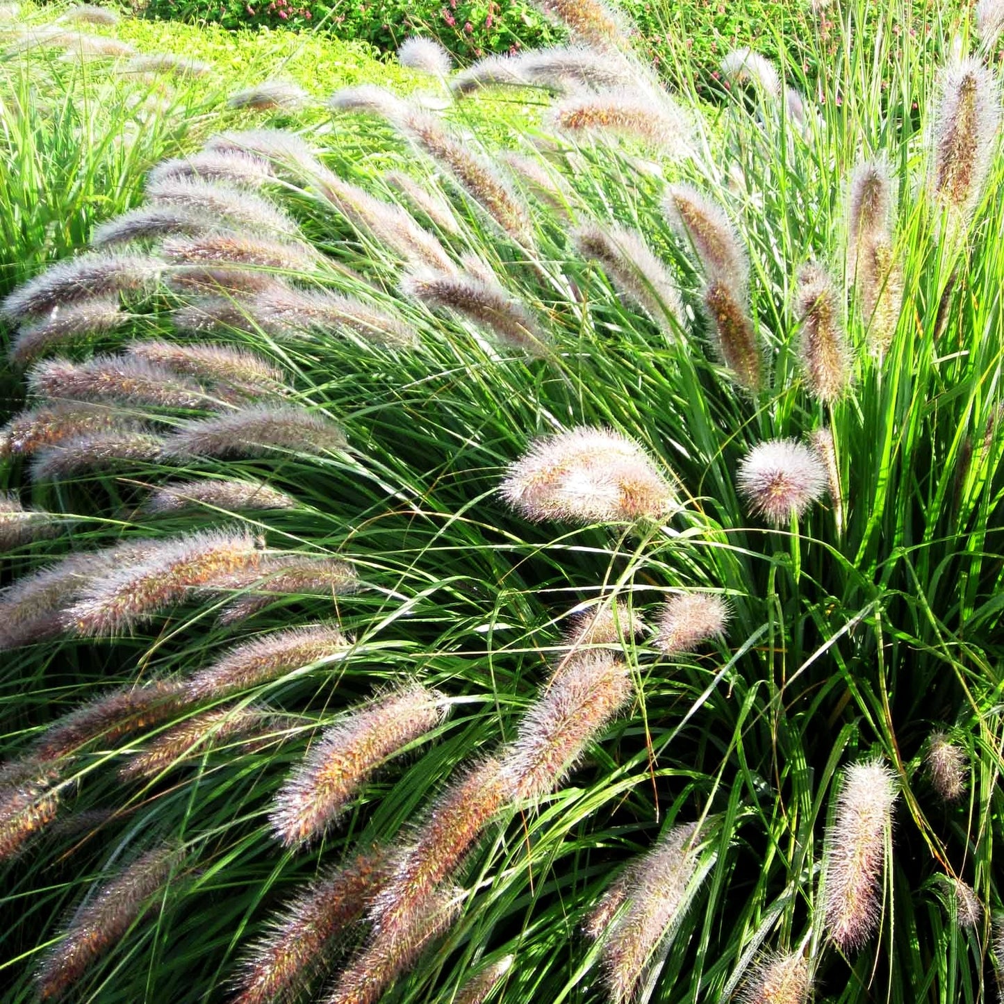 Lampenputzergras 'Cassian' (Pennisetum alopecuroides)