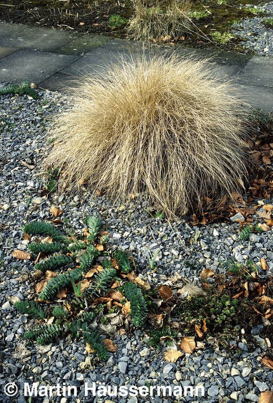 Lampenputzergras 'Compressum' (Pennisetum alopecuroides)