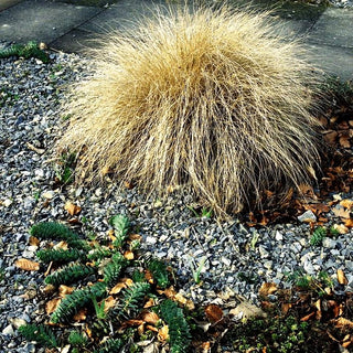 Lampenputzergras 'Compressum' (Pennisetum alopecuroides)
