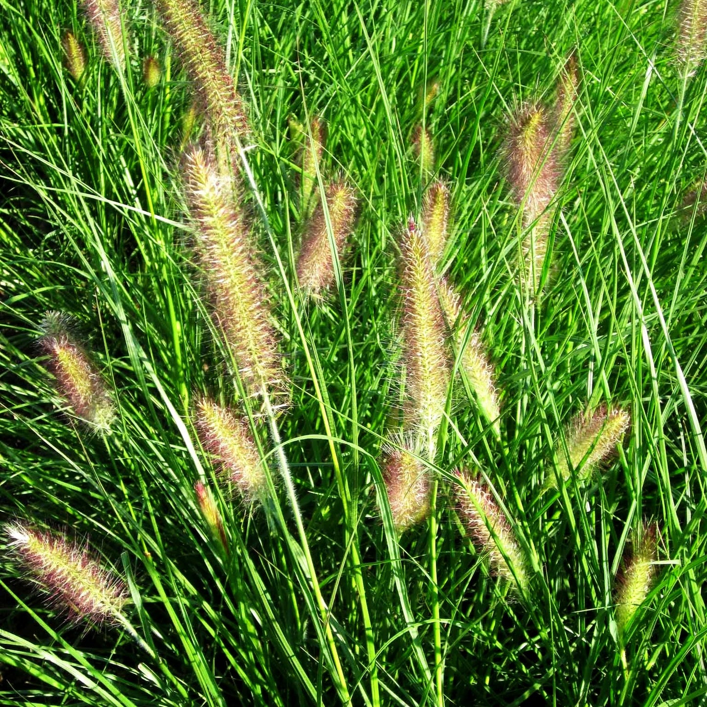 Lampenputzergras 'Compressum' (Pennisetum alopecuroides)