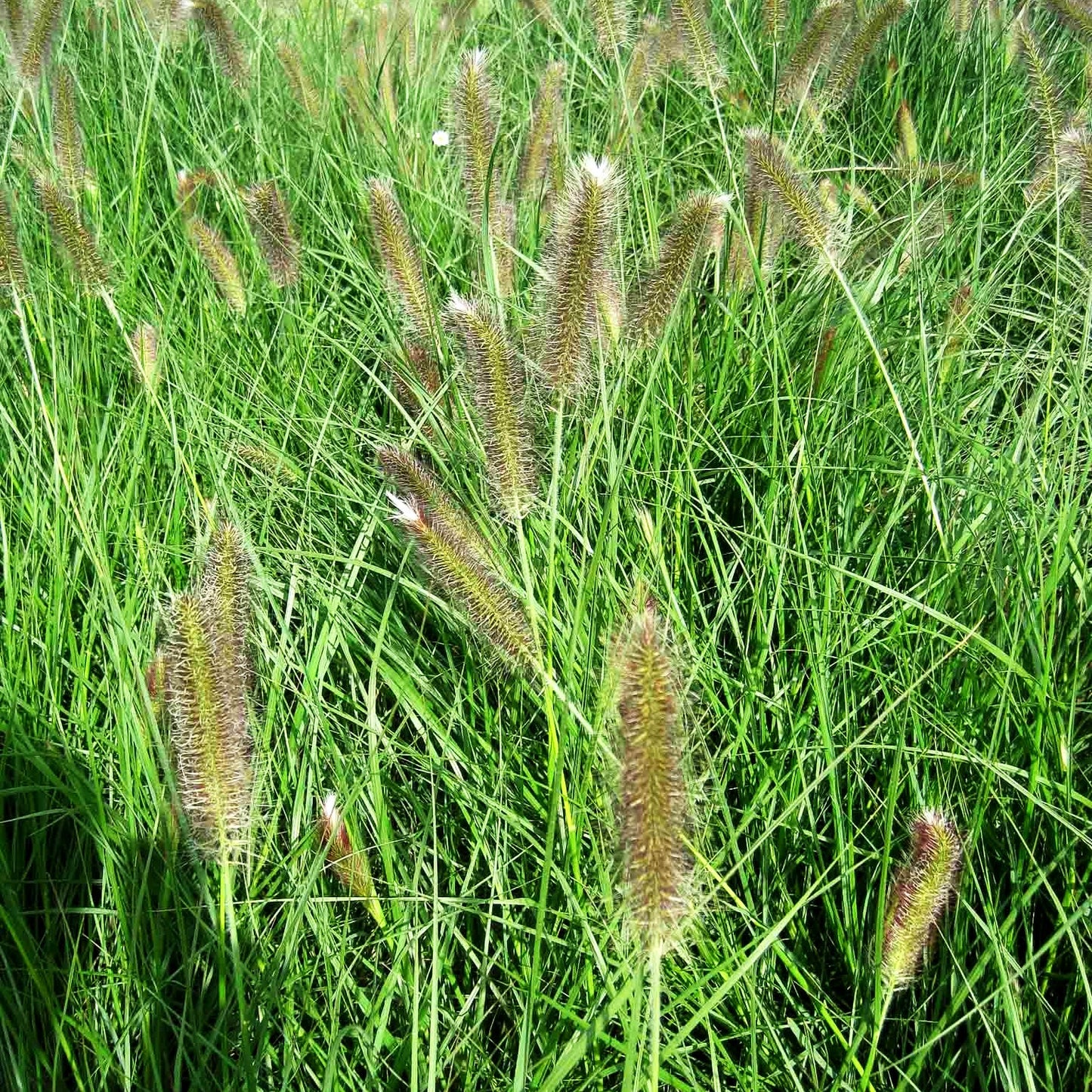 Lampenputzergras 'Compressum' (Pennisetum alopecuroides)