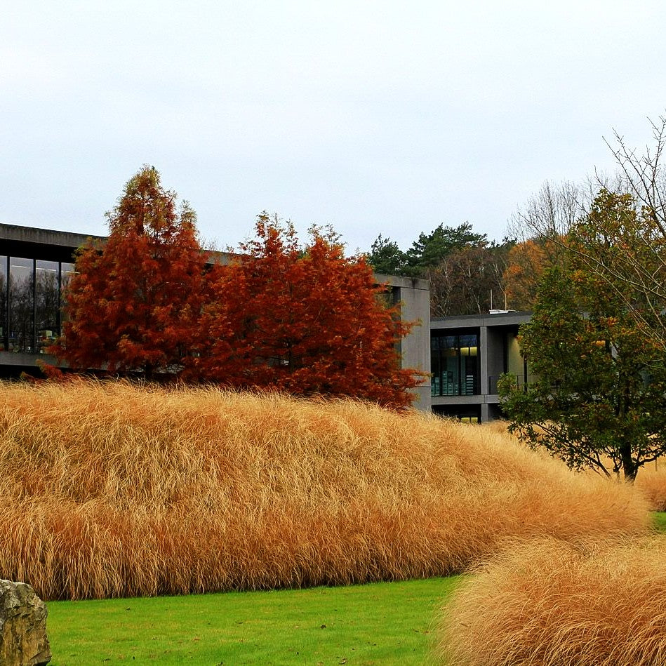 Lampenputzergras 'Compressum' (Pennisetum alopecuroides)