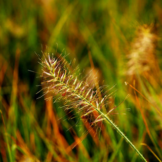Lampenputzergras 'Elena' (Pennisetum alopecuroides)