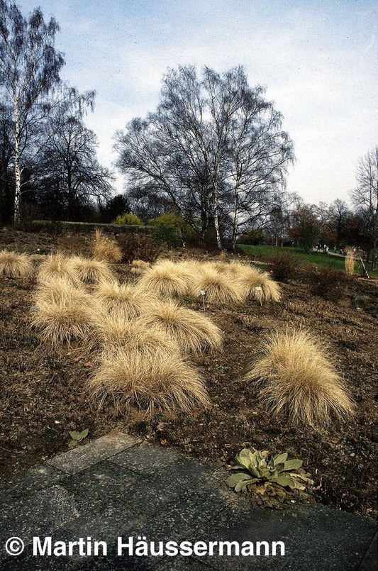 Lampenputzergras 'Hameln' (Pennisetum alopecuroides)
