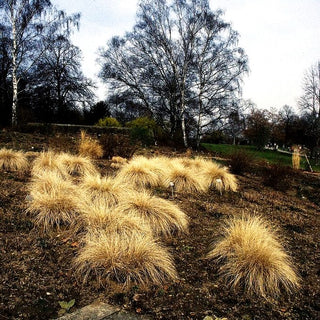 Lampenputzergras 'Hameln' (Pennisetum alopecuroides)