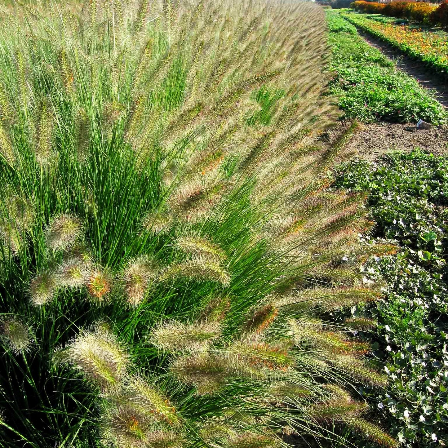 Lampenputzergras 'Hameln' (Pennisetum alopecuroides)