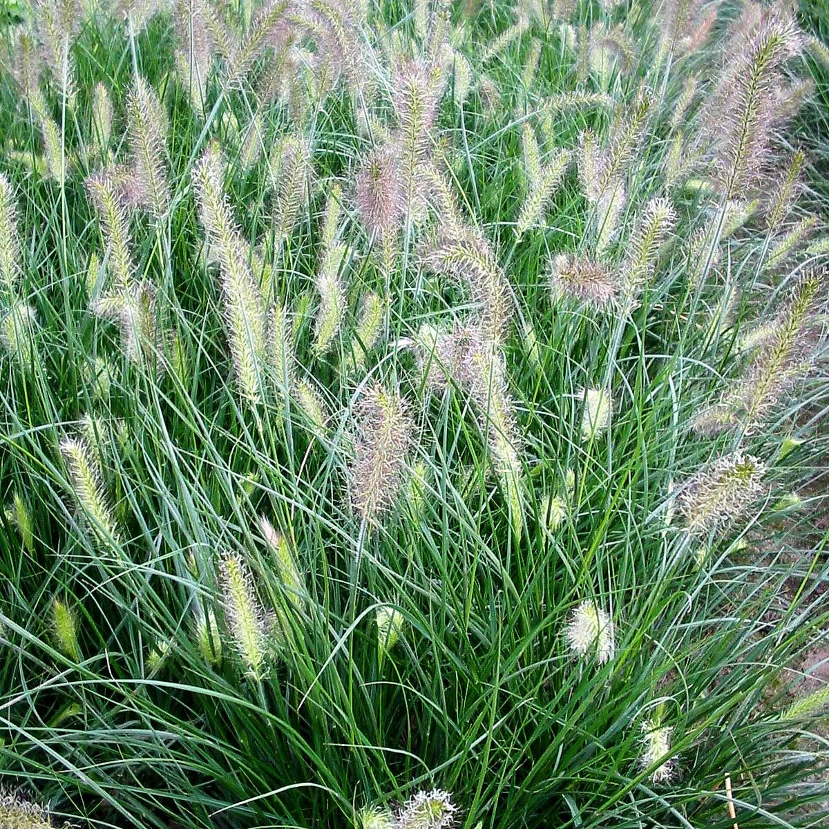 Lampenputzergras 'Hameln' (Pennisetum alopecuroides)