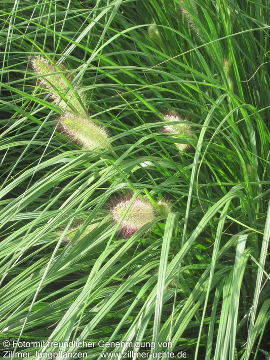 Lampenputzergras 'Herbstzauber' (Pennisetum alopecuroides)