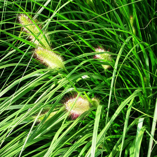 Lampenputzergras 'Herbstzauber' (Pennisetum alopecuroides)