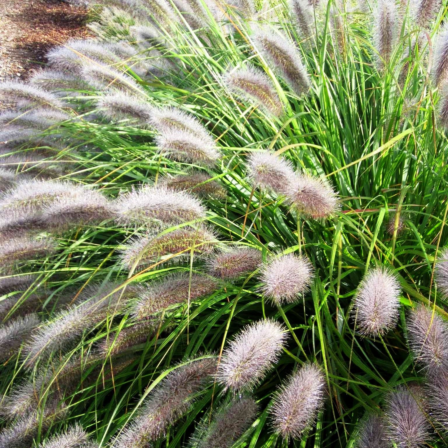 Lampenputzergras 'Herbstzauber' (Pennisetum alopecuroides)