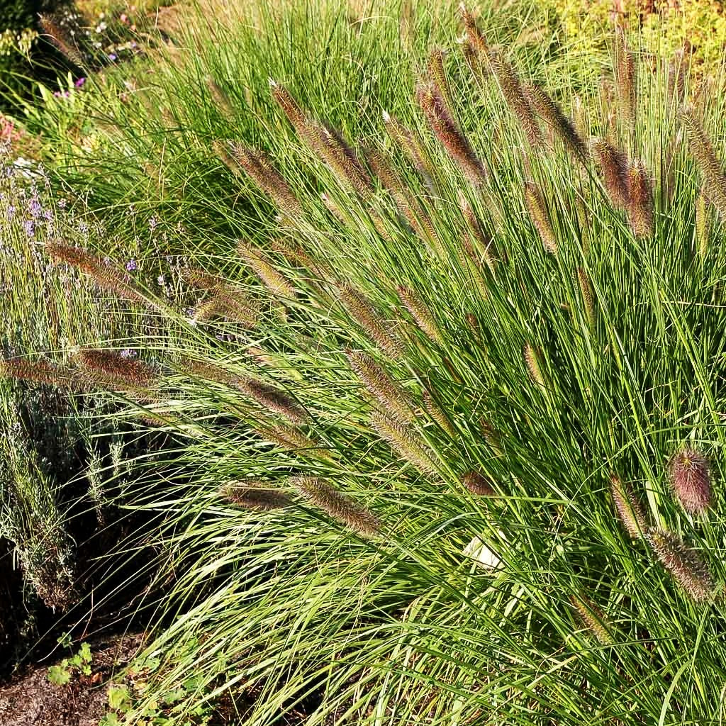 Lampenputzergras 'Herbstzauber' (Pennisetum alopecuroides)