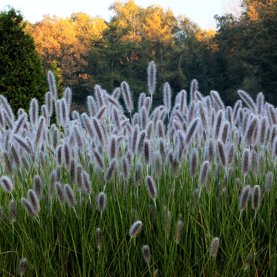 Lampenputzergras 'Herbstzauber' (Pennisetum alopecuroides)