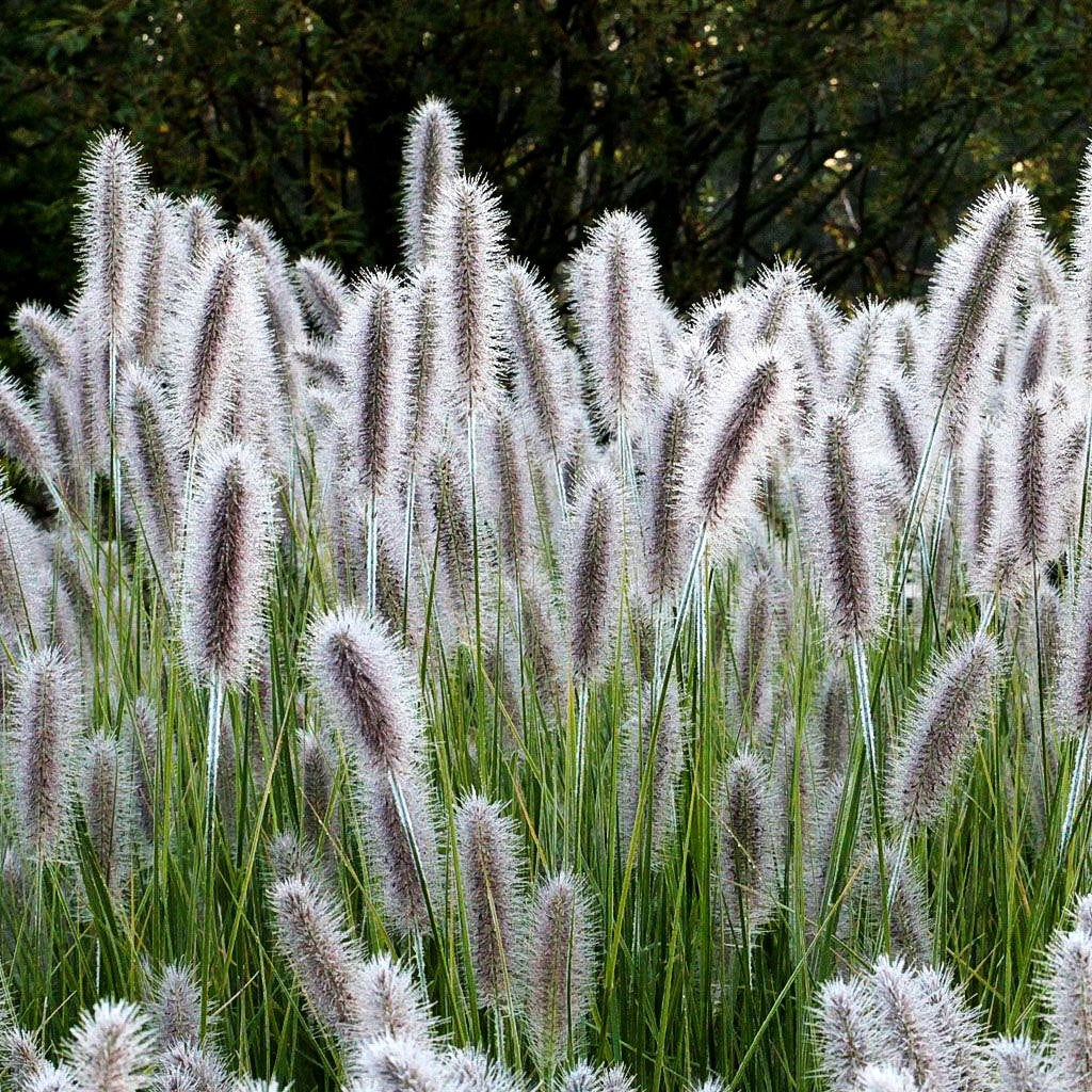 Lampenputzergras 'Herbstzauber' (Pennisetum alopecuroides)