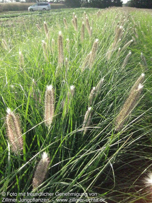 Lampenputzergras 'Japonicum' (Pennisetum alopecuroides)
